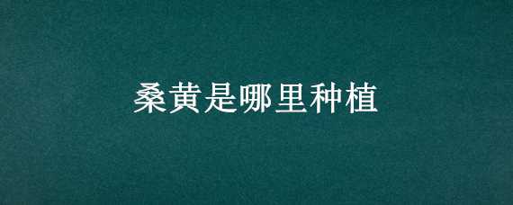 桑黄是哪里种植 桑黄的种植基地