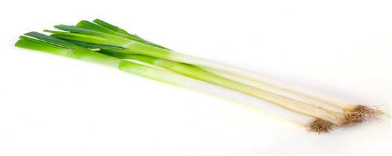 日本大葱品种 日本大葱品种比较