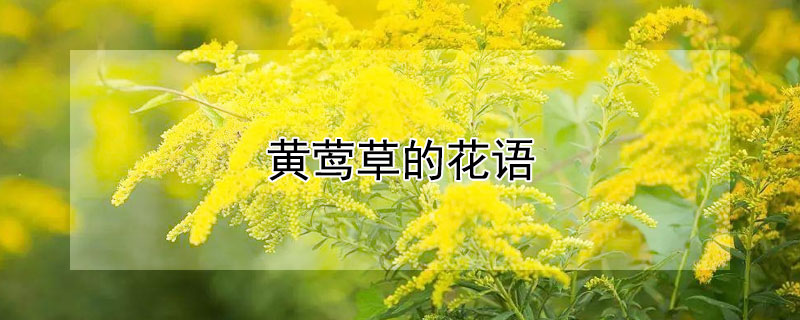 黄莺草的花语（黄莺植物花语）