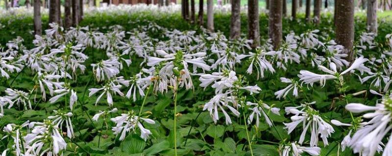 玉簪花怎样种植（玉簪花的养殖方法地栽）