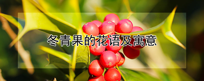 冬青果的花语及寓意（冬青果的象征意义的花语）