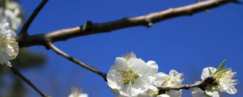 梨树开花期间如何防冻伤（梨树开花怕冻吗）