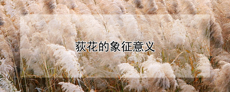 荻花的象征意义（芦荻花的象征意义）