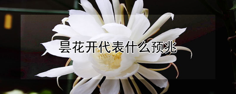 昙花开代表什么预兆（昙花开有什么预兆）