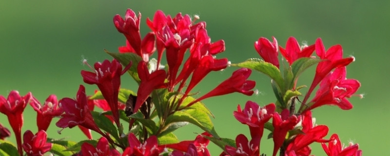 锦带花什么时候移栽 锦带花种植时间