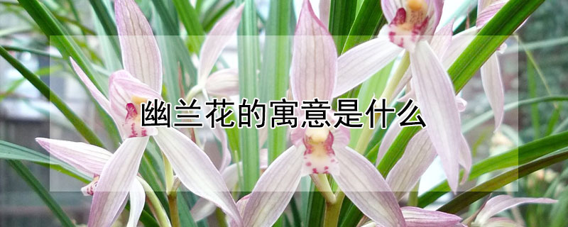 幽兰花的寓意是什么（幽兰花的诗意是什么）