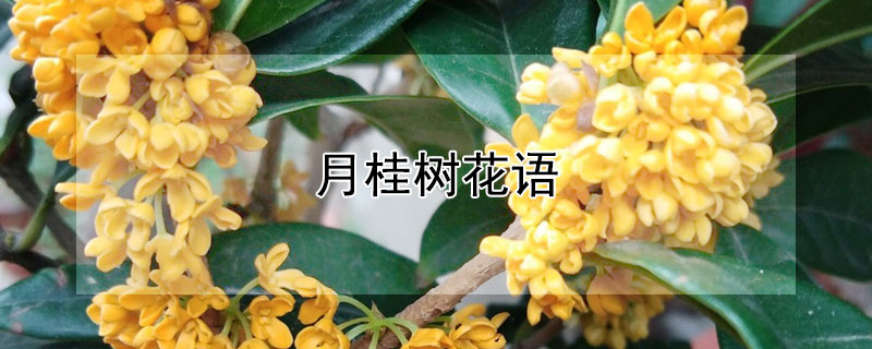 月桂树花语（月桂树花语图片）