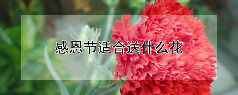 感恩节适合送什么花（感恩节适合送什么花给父亲）