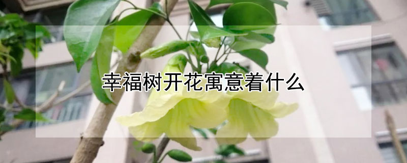 幸福树开花寓意着什么（幸福树开花寓意着什么树 一辈子）