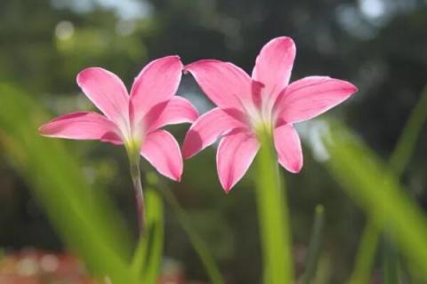 风雨兰球根种植