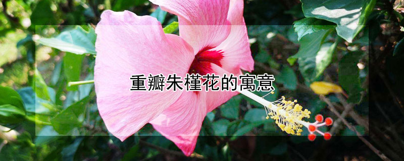 重瓣朱槿花的寓意（重瓣朱槿花语是什么）