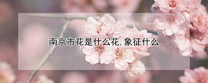 南京市花是什么花,象征什么（南京的代表花是什么）