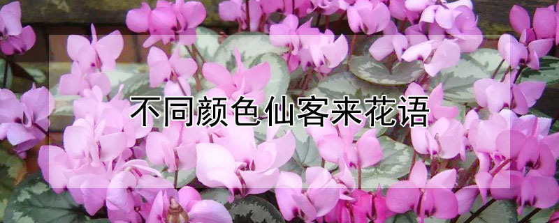 不同颜色仙客来花语（仙客来花语粉色）