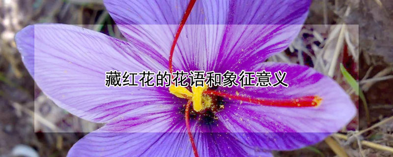 藏红花的花语和象征意义