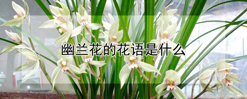 幽兰花的花语是什么（幽兰香花语）