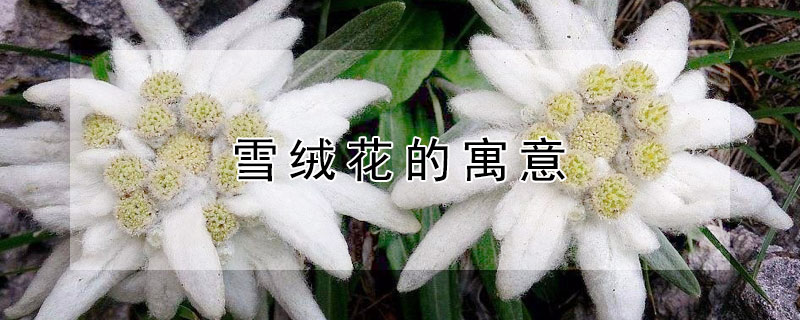 雪绒花的寓意 雪绒花的象征