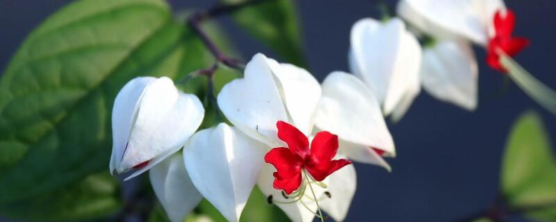 龙吐珠花没开骨朵就掉（龙吐珠花掉花骨朵是怎么回事）