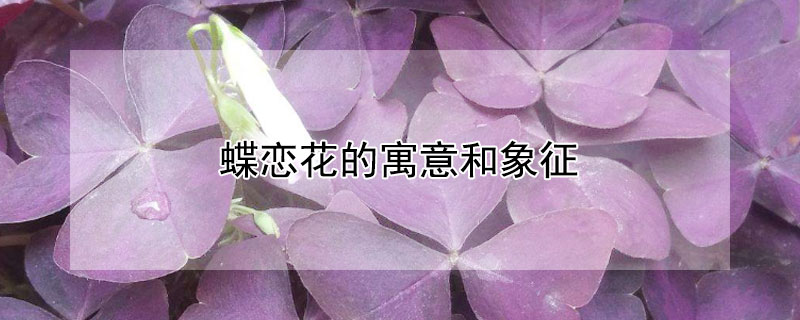 蝶恋花的寓意和象征（蝴蝶恋花的寓意）