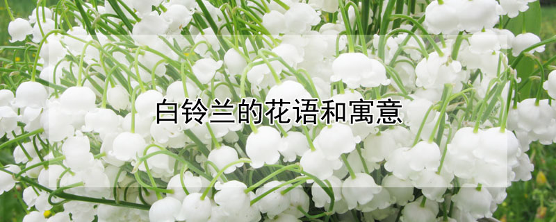 白铃兰的花语和寓意（白铃兰花语及象征）