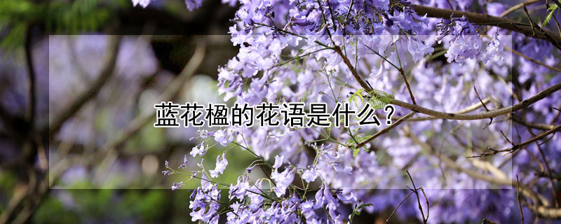 蓝花楹的花语是什么 蓝花楹的花语是什么?