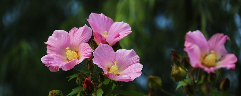 小木槿移盆方法 木槿花怎样移盆