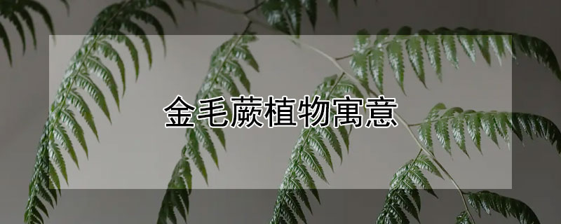 金毛蕨植物寓意（金毛蕨是寓意）