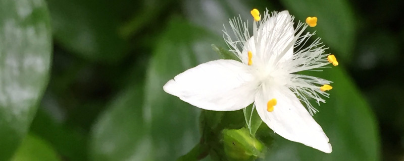 白花紫露草水养方法（白花紫露草怎么养）