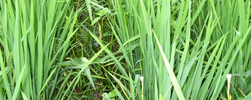 荸荠无土种植（荸荠怎样种植）