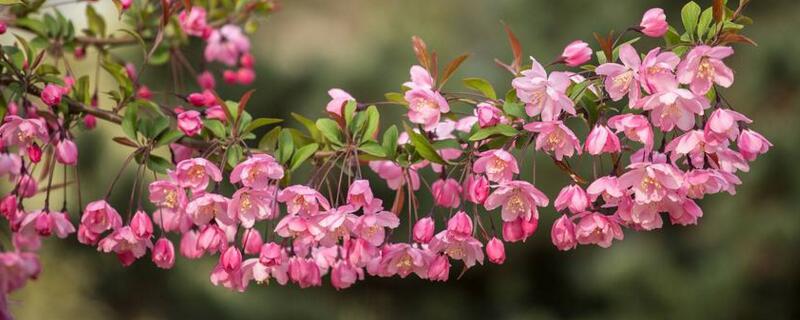 垂丝海棠什么时候开花（垂丝海棠什么时候开花?）