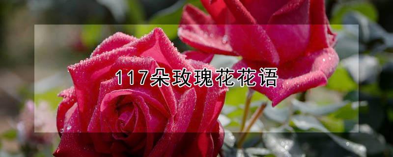 117朵玫瑰花花语（118朵玫瑰花语）