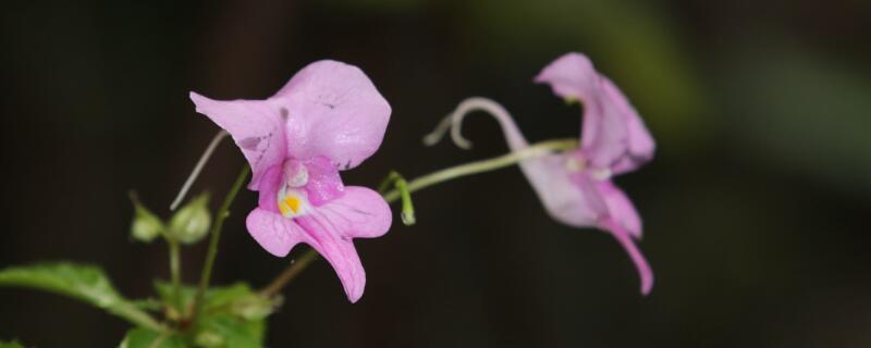 凤仙花如何打顶（凤仙花怎么打顶）