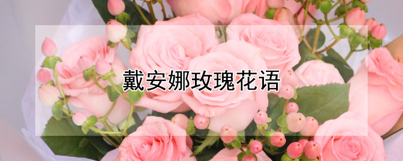 戴安娜玫瑰花语 11朵戴安娜玫瑰花语