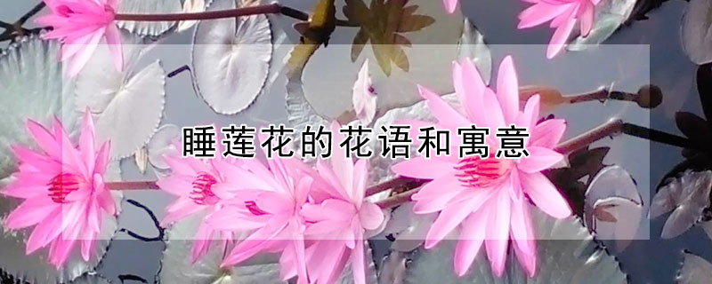 睡莲花的花语和寓意（睡莲的花语是）