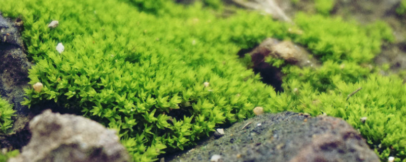 苔藓种子怎么种植方法 怎样种植苔藓种子