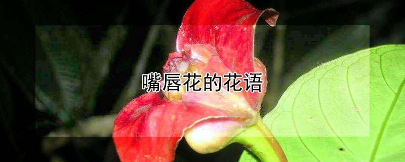 嘴唇花的花语 大嘴花的花语