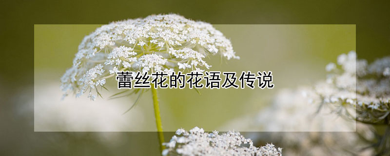 蕾丝花的花语及传说（蕾丝花寓意）