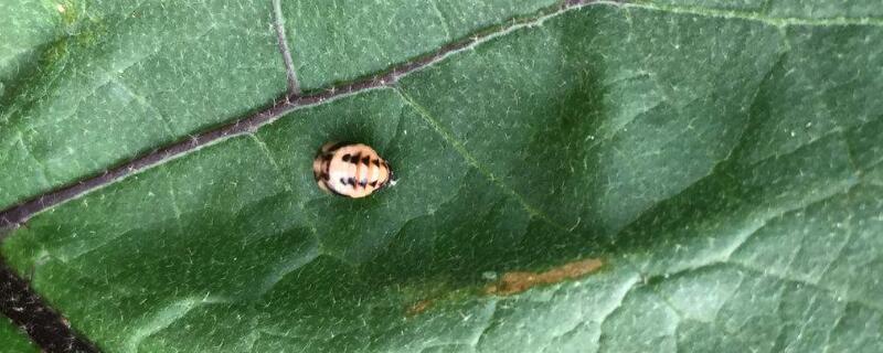 茄子叶被虫子吃了咋办（茄子叶子被虫子吃了怎么办）