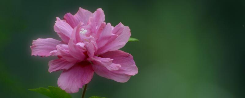 北方家里木槿花怎么养 北方木槿花的养殖方法和注意事项有哪些