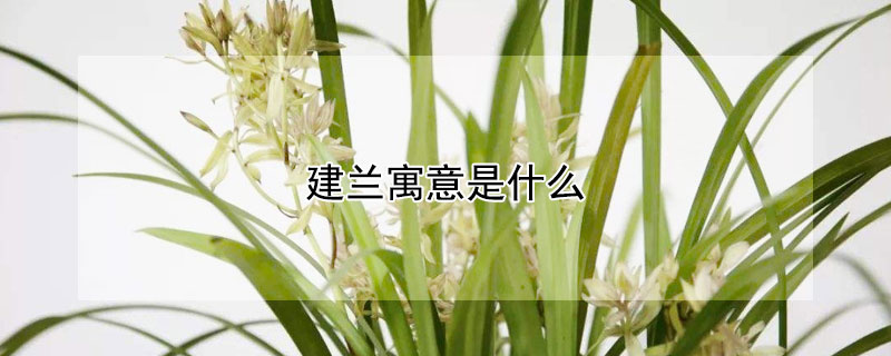 建兰寓意是什么（建兰花寓意）