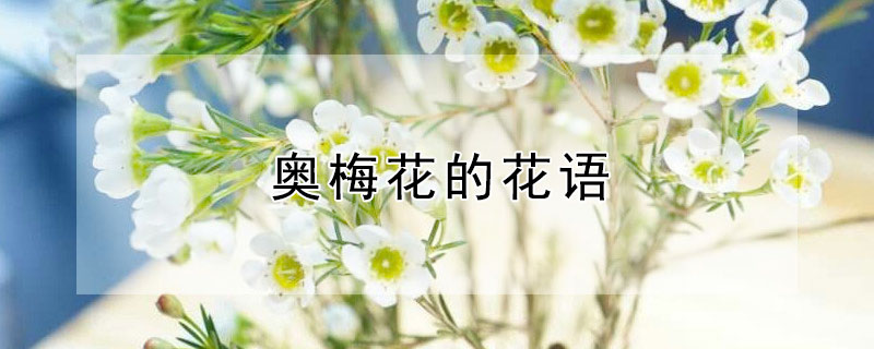 奥梅花的花语（奥梅的花语什么意思）