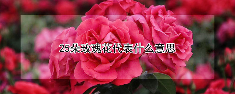 25朵玫瑰花代表什么意思（25朵玫瑰花语代表什么意思）