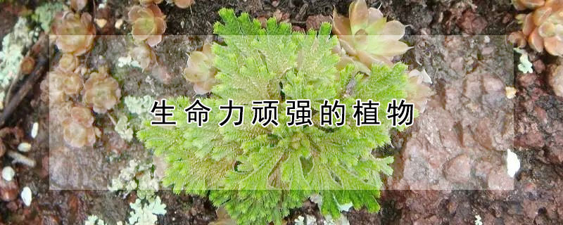 生命力顽强的植物（生命力顽强的植物图片）