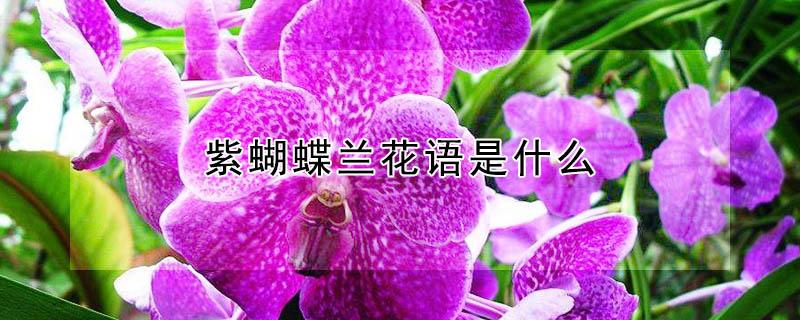 紫蝴蝶兰花语是什么（蝴蝶紫罗兰花语）