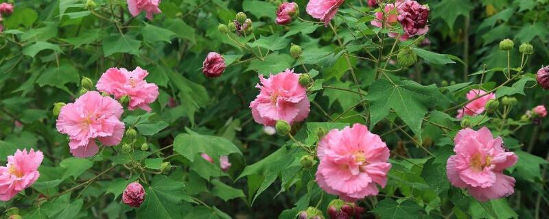 芙蓉花开过了怎么处理 芙蓉开完花怎么处理