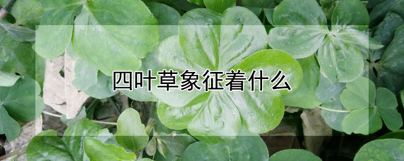 四叶草象征着什么（女士佩戴四叶草象征着什么）