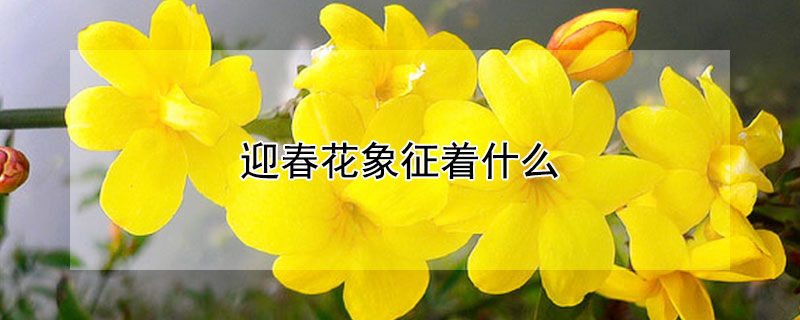 迎春花象征着什么 迎春花象征着什么人