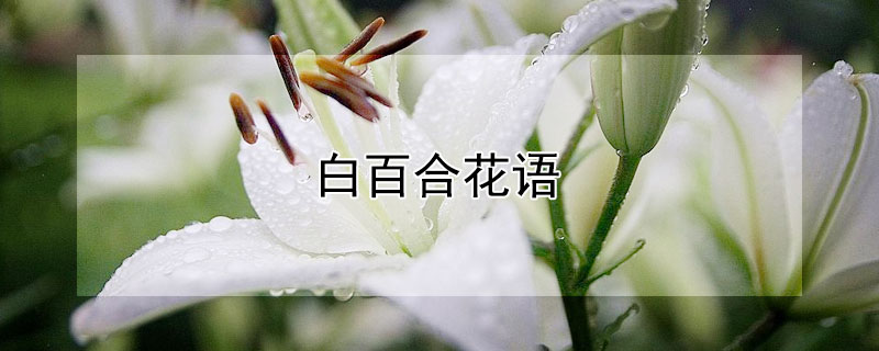 白百合花语（白百合花语是什么）