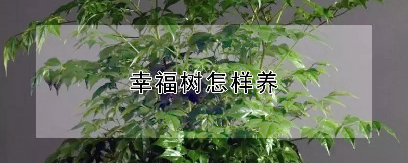 幸福树怎样养（幸福树怎样养叶子才茂盛）