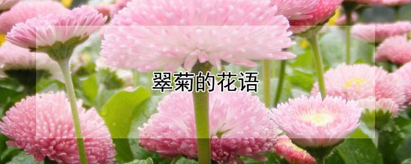 翠菊的花语（红色翠菊的花语）