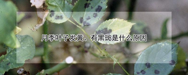 月季叶子发黄、有黑斑是什么原因 月季叶子黄有黑斑是怎么回事